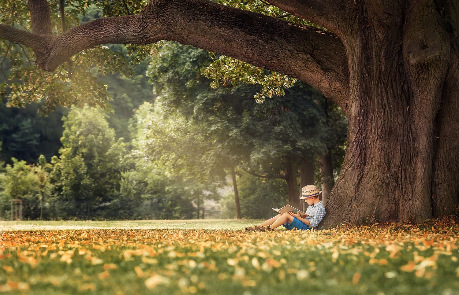 Training Course | 0.6 CEU — Pathways 2.0: A Journey to Excellence through Literacy. A child reads beneath a large tree in an autumn park.